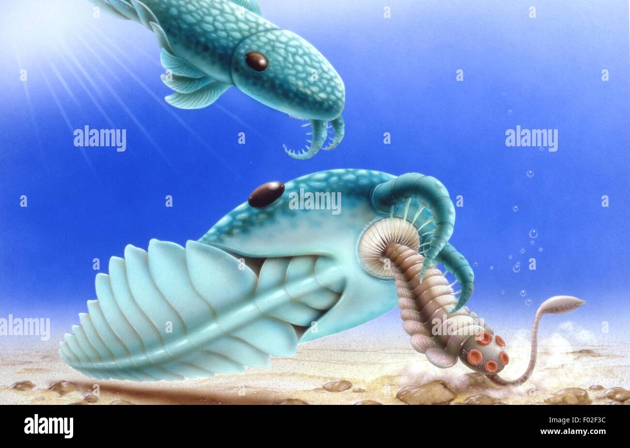 Fossil Cambrian Period Hi res Stock Photography And Images Alamy