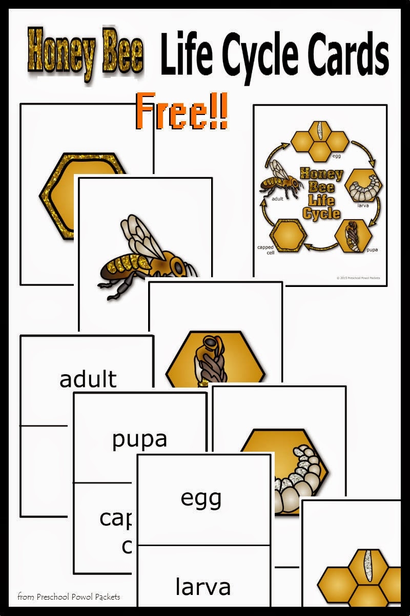 FREE Honey Bee Life Cycle Cards 