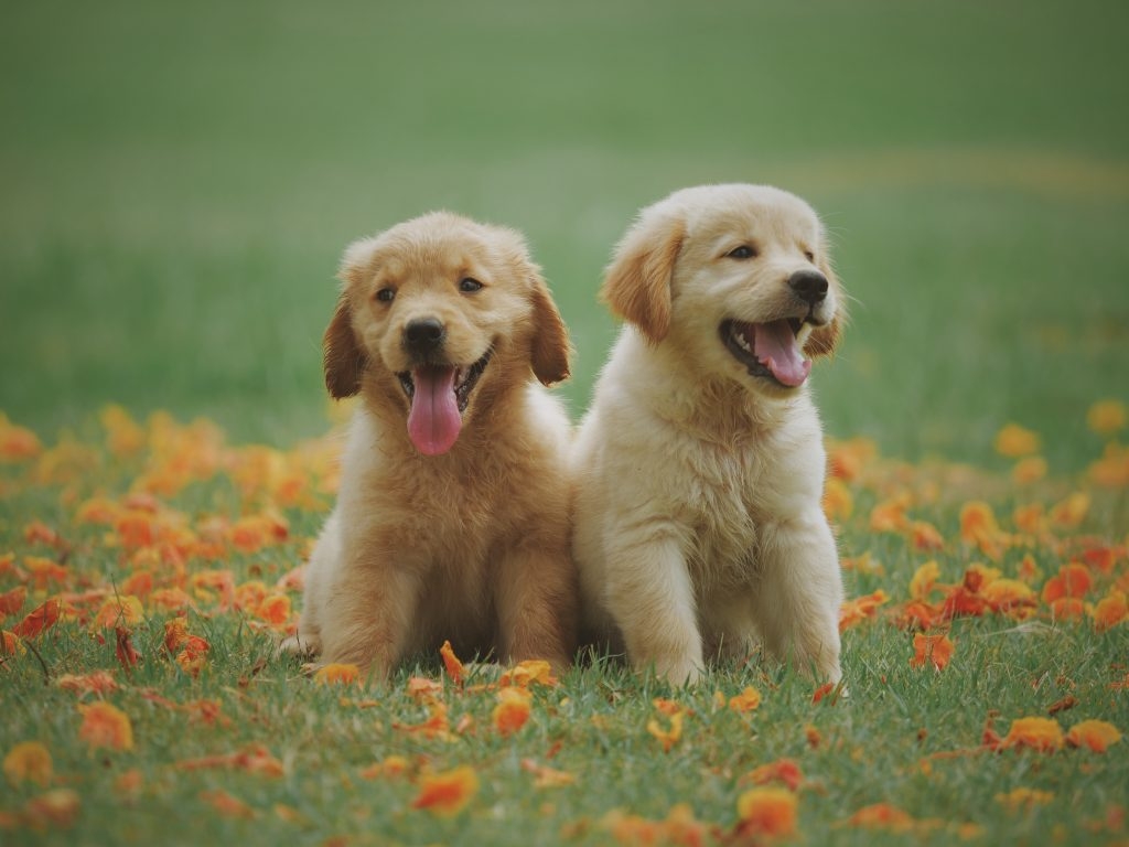 Free Printable Pictures Of Dogs
