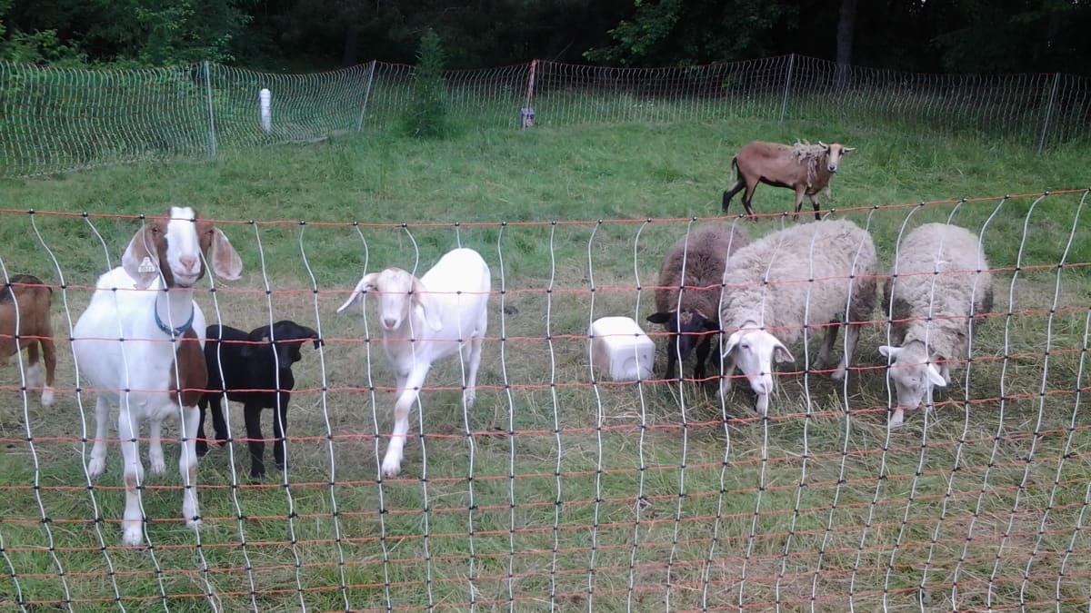 Free Printable Electric Fence For Cattle