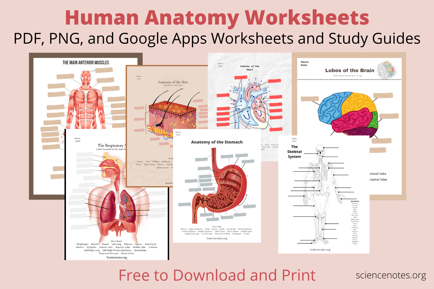Anatomy And Physiology Free Printable Worksheets